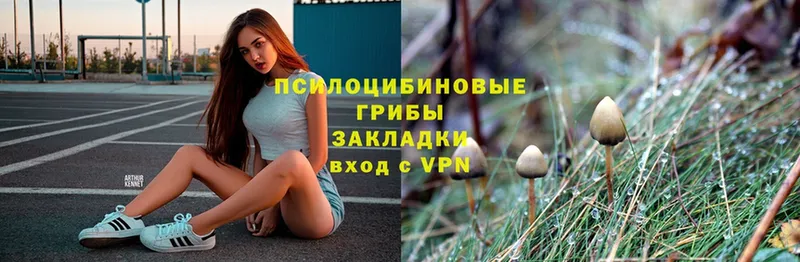 Галлюциногенные грибы Psilocybe  Ивантеевка 